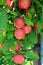 Heavy laden branches with crop of new apples