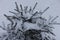 Heavy layer of snow on branches of spruce in winter