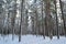 Heavy majestic pine tree forest with snow and small forest road