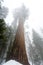 Heavy mist is enveloping the tops of the giant sequoia trees