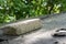 Heavy paving stone seen laid on an old shed roof.