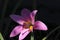 Heavy Pollen Laden purple Lily in natural sunlight