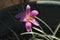 Heavy Pollen Laden purple Lily in natural sunlight