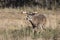 Heavy Rack of Whitetail Deer