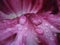 Heavy rain dops on fragile tulip petal, organic texture