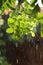 Heavy rain over green tree backlighted