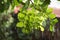 Heavy rain over green tree backlighted