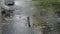 Heavy Rain storm Hitting House Roof and Rain Gutter During Thunderstorm. Slow motion footage