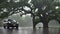 heavy rain and tree in the parking