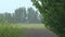 Heavy Rain On The Trees In The Moorland