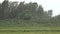 Heavy Rain On The Trees In The Moorland