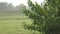 Heavy Rain On The Trees In The Moorland