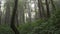 Heavy rain in a tropical forest in mountains