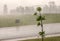 Heavy rain, young tree, road, and the neighborhood tennis court  on a summer day