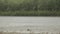 Heavy rainfall hitting the river surface. Heavy rain on a background of a river and green forest. Summer, spring storm