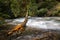 Heavy rains make Camp Creek falls full and fast