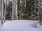 Heavy snow in aspen, pine forest