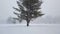 Heavy Snow Fall Surrounding Large Tree