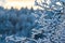 Heavy snow weighing down tree branches..