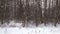 Heavy snowfall at forest. Beautiful winter landscape of snow and blurred trees background. Gently falling snow flakes