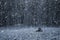 Heavy snowfall in the forest, stump on a background of forest during heavy snowfall