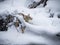 Heavy snowfall surrounds golden Coyote hunting.CR2