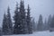 Heavy snowstorm in mountain spruce forest. New year background. Winter season. Snowy weather, snowfall concept.