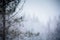 Heavy Snowstorm in a Pine Forest