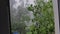 Heavy storm and downpour. The view from the window.Tree branches bend down directly into the room.