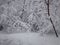 Heavy stuck snow on the branches of trees. Park in the snowy wintertime