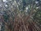Heavy tendrils roots hanging at the big green banyan tree