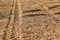 Heavy vehicle tractor tire track print in dry field, lit by sun
