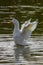 Heavy white Aylesbury ducks flapping their wings as they wash and preen their