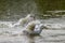 Heavy white Aylesbury ducks flapping their wings as they wash and preen their