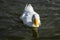 Heavy white Pekin Duck swimming towards the camera