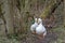 Heavy white pekin ducks running towards the camera