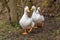 Heavy white pekin ducks running towards the camera