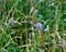 Heavy wind and rain drove the standing hay to bend around the chickory Jenningsville Pennsylvania