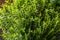 Hebe armstrongii Dwarf whipcord evergreen hardy, compact perennial garden plant