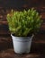 Hebe armstrongii Dwarf whipcord evergreen hardy, compact perennial garden plant