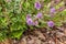 Hebe shrub with purple flowers in bloom growing in mulched garden