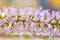 Hebe speciosa pale lilac flowers. Close up detail.