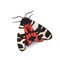 Hebe tiger moth Arctia festiva isolated on white