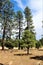 Heber Overgaard, Navajo County, Sitgreaves National Forest, Arizona, United States