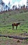 Heber Wild Horse Territory, Apache Sitgreaves National Forest, Arizona, United States