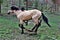 Heber Wild Horse Territory, Apache Sitgreaves National Forest, Arizona, United States