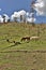 Heber Wild Horse Territory, Apache Sitgreaves National Forests, Arizona, United States