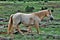 Heber Wild Horse Territory, Apache Sitgreaves National Forests, Arizona, United States