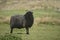 Hebridean black sheep