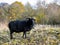 Hebridean Black Sheep